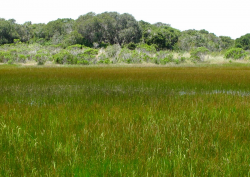 Habitat of Agrostis lacuna-vernalis at edge of vernal pool. Photo taken at Fort Ord National Monument © 2011 Dylan Neubauer. Habitat of Agrostis lacuna-vernalis at edge of vernal pool. Photo taken at Fort Ord National Monument © 2011 Dylan Neubauer.